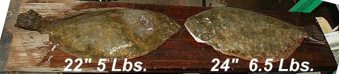 gigging flounder - 3 prong gigs
